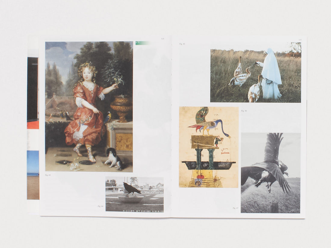 Practice in a More-than-human World