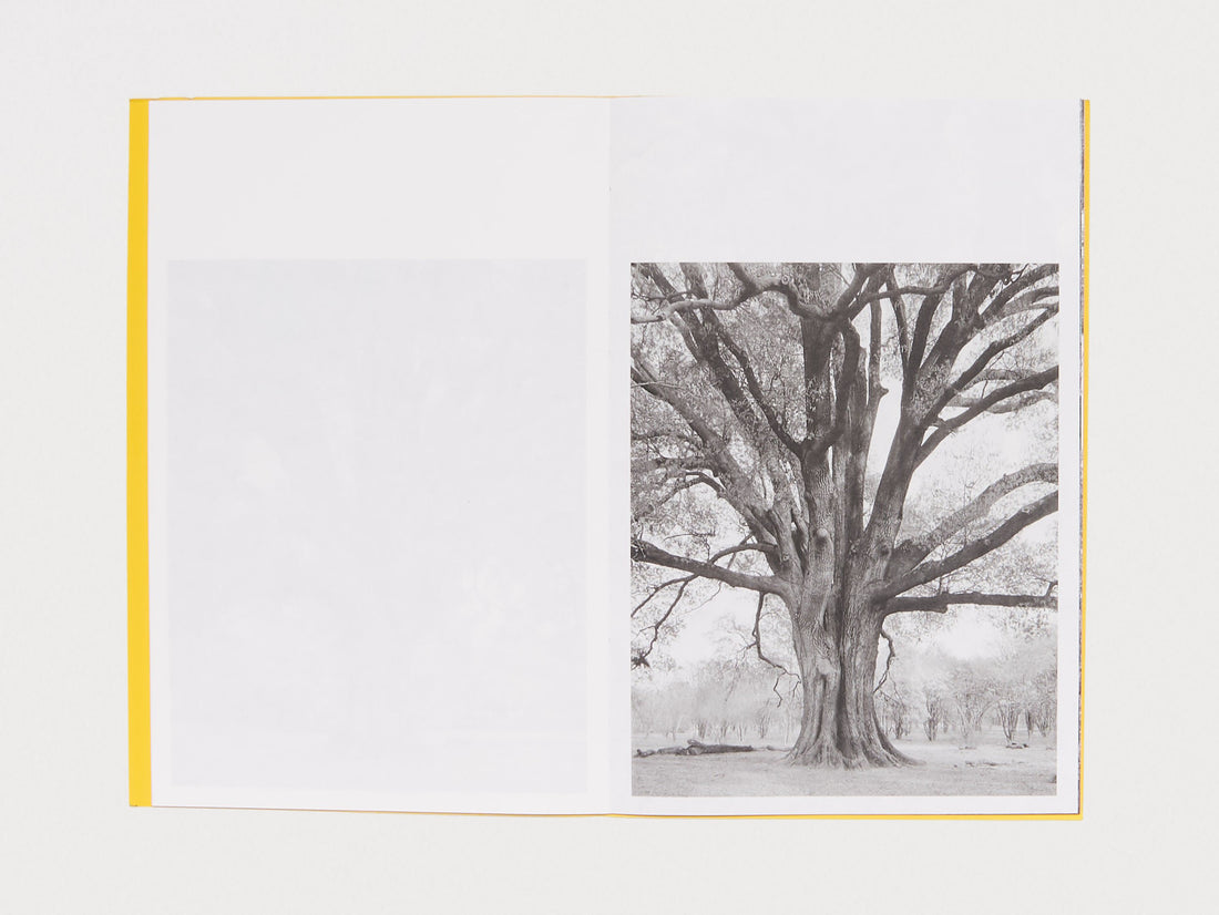 Giant Willow Oak
