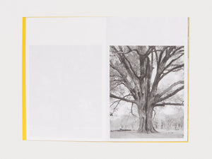 Giant Willow Oak