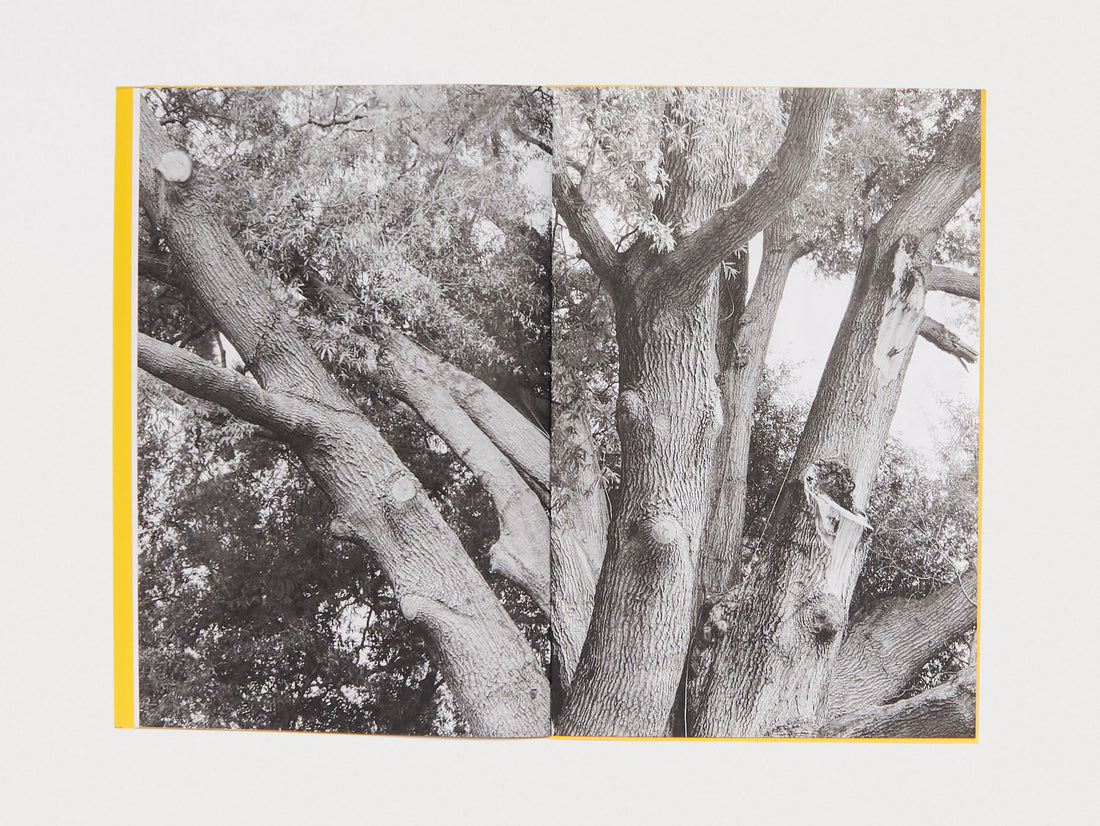 Giant Willow Oak