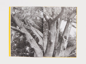 Giant Willow Oak