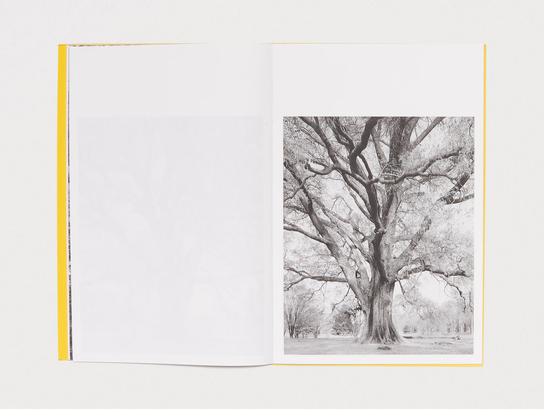 Giant Willow Oak