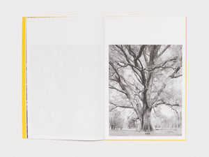 Giant Willow Oak