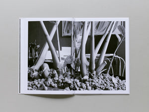 Büropflanze (office plant) - Antenne Books