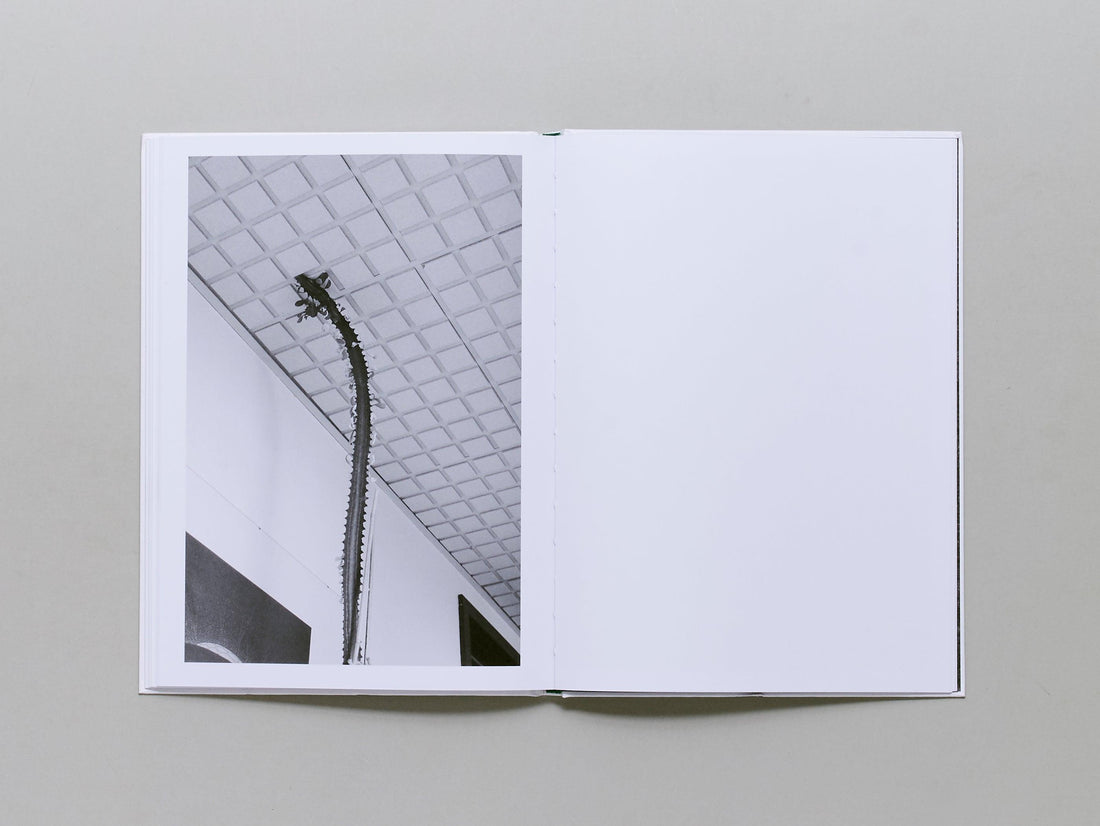 Büropflanze (office plant) - Antenne Books