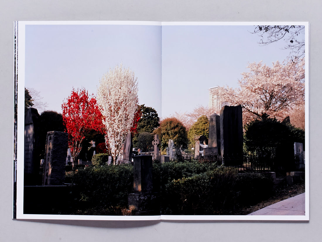 Hanami | Aoyama