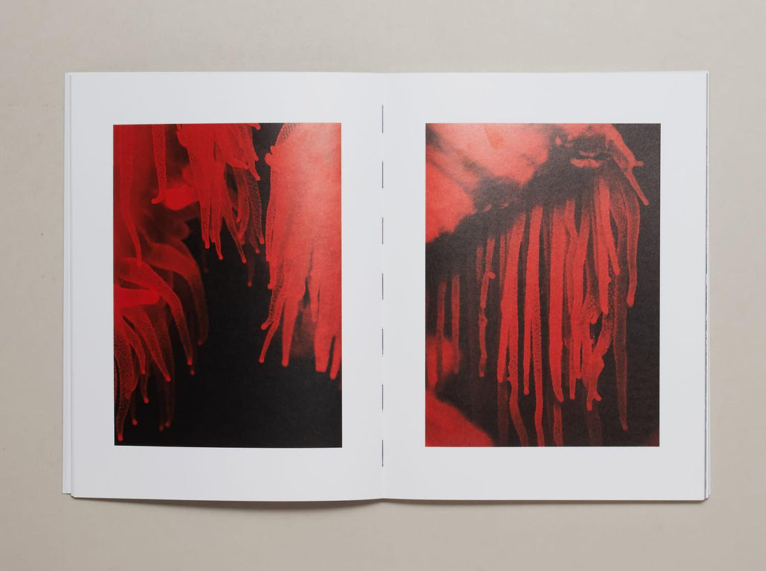 Water Column - Antenne Books