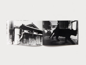 Dawn in Spring - Antenne Books