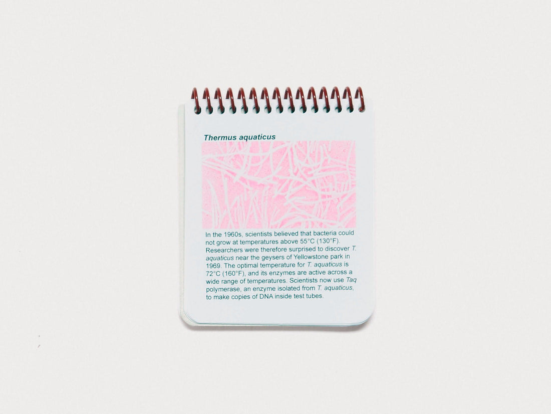 My Favourite Microbes: A Bacteria Field Guide - Antenne Books