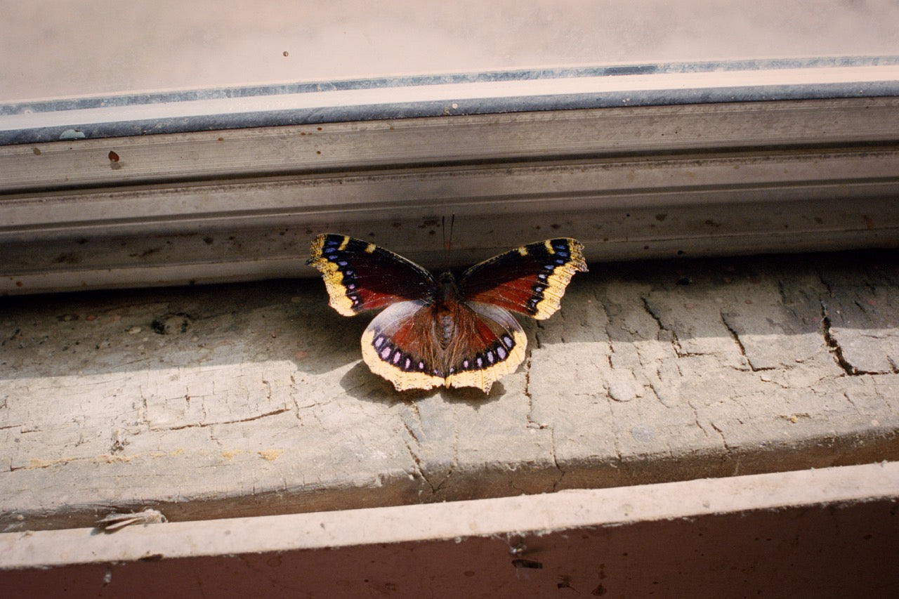 A Red Admiral butterfly resting on a weathered white wooden windowsill.