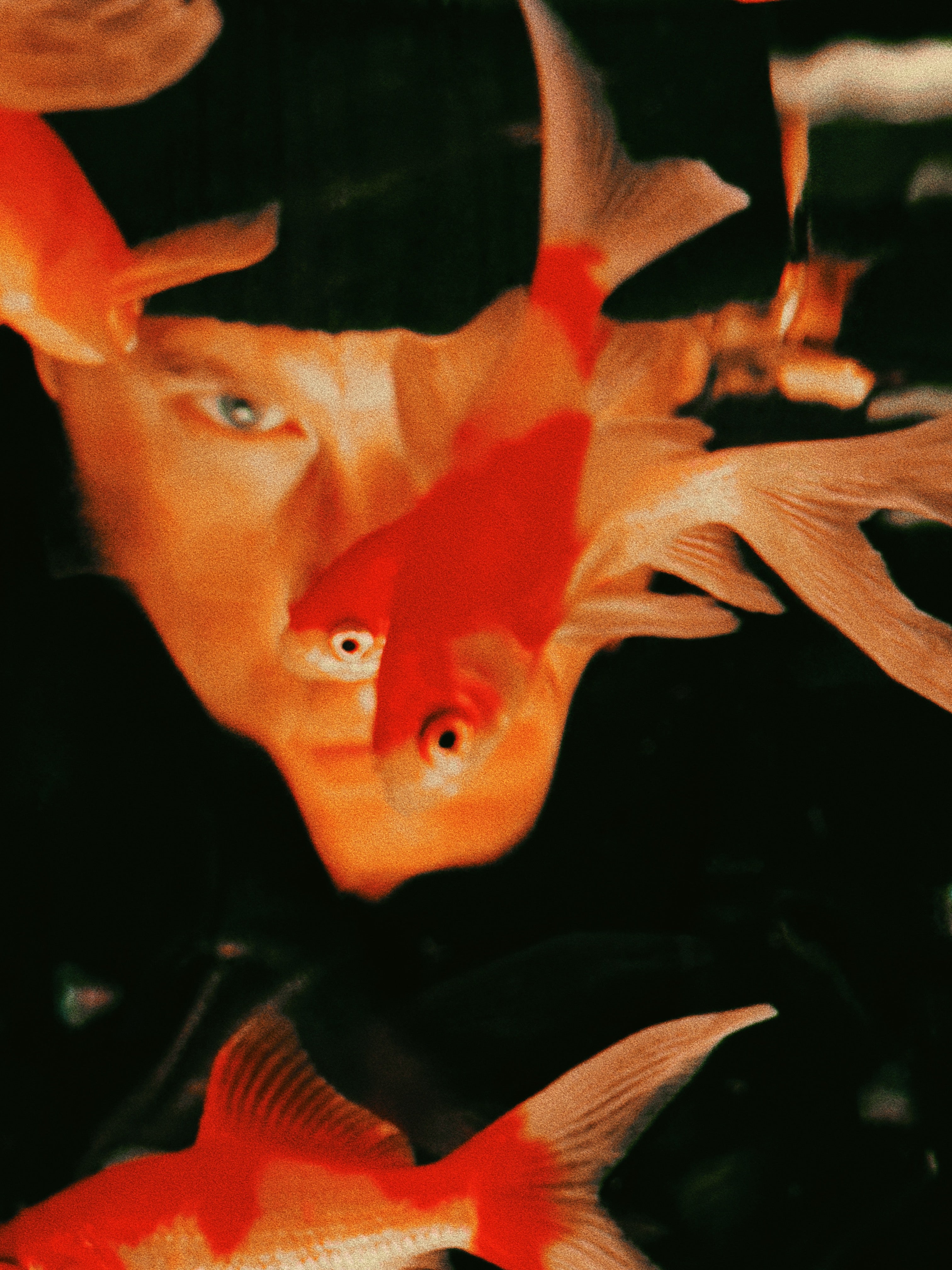 Surreal composition overlaying a human face with orange goldfish.