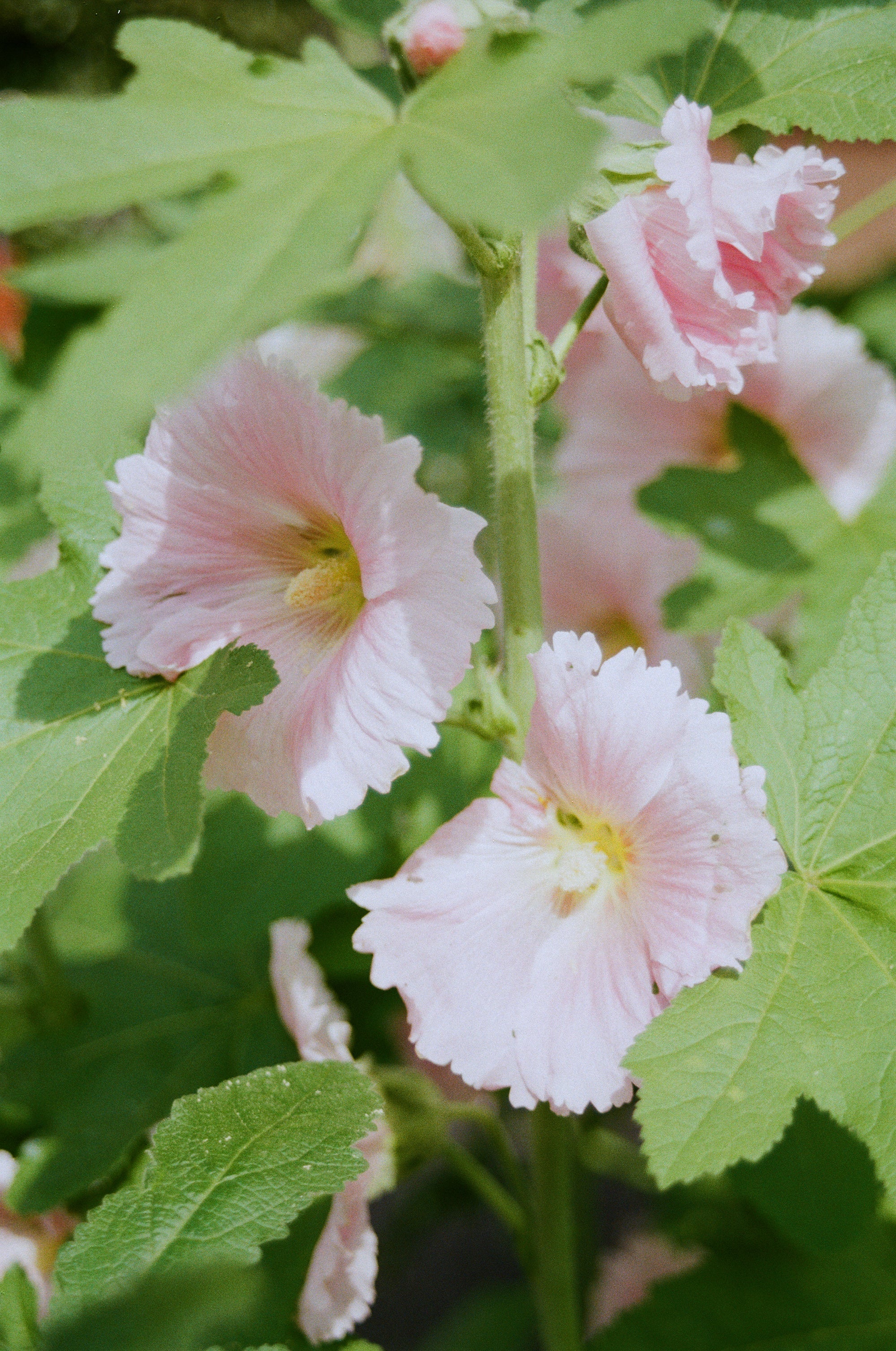 Close-up of soft pink blossoms on a green stem with surrounding foliage.