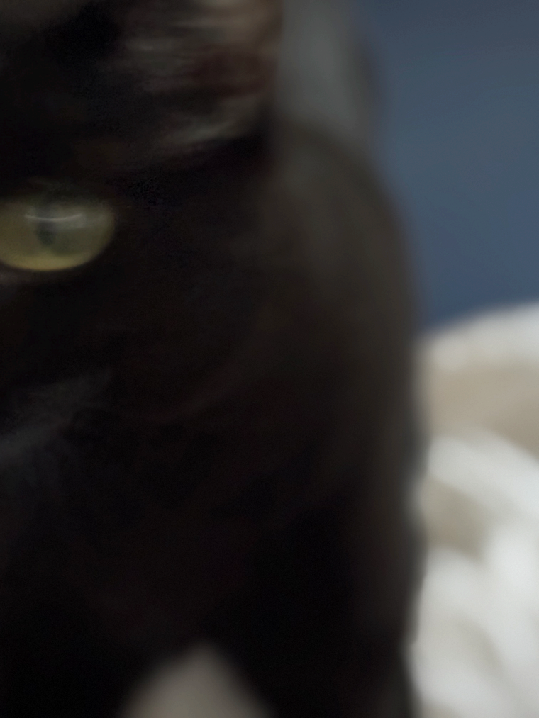 Extreme close-up, blurred image of a black cat's eye.