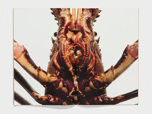 WHANZINE BOX 101-112