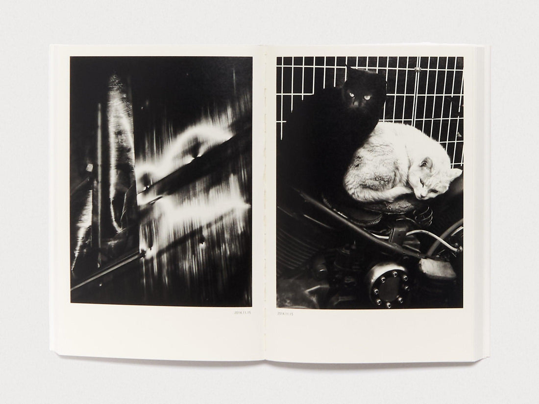 Dog and Mesh Tights - Antenne Books