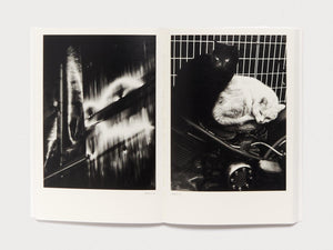 Dog and Mesh Tights - Antenne Books