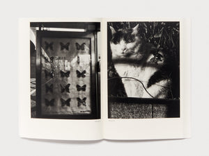 Interior spread featuring a black and white photo of a butterfly display and a cat.