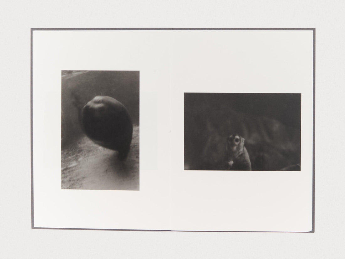 Zoo Animals - Antenne Books