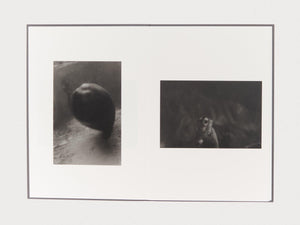 Zoo Animals - Antenne Books