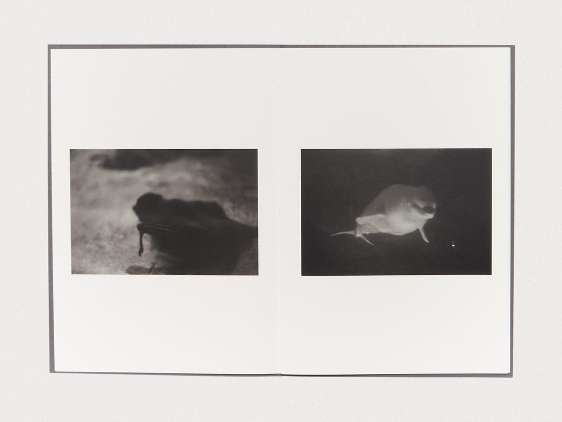 Zoo Animals - Antenne Books