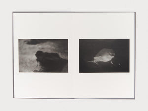 Zoo Animals - Antenne Books