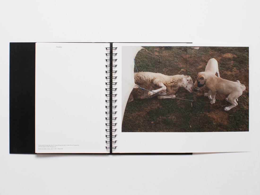 Interior spread from 'Paradox' featuring a photograph of two dogs in a grassy field.