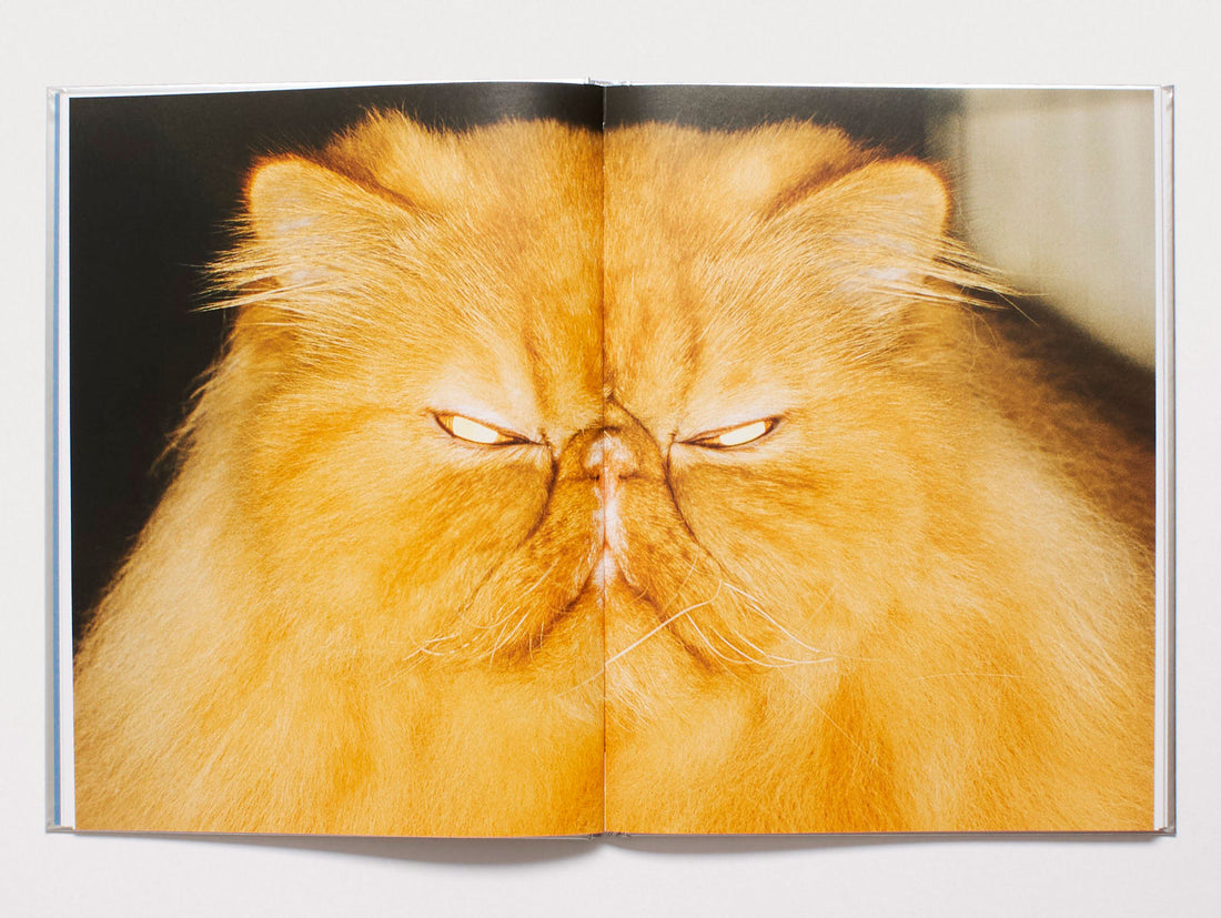 The Best Cat in the World – Antenne Books