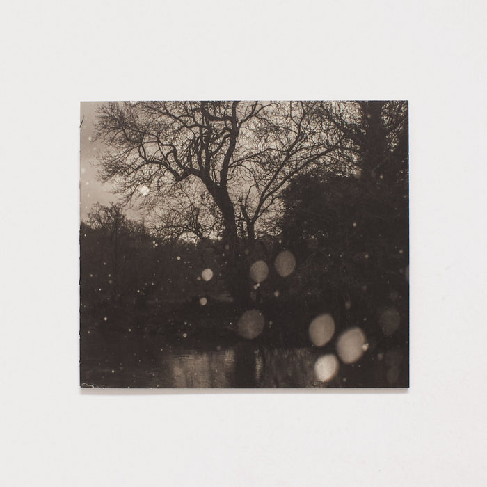 Sepia-toned photograph of bare winter trees with bokeh light effects.