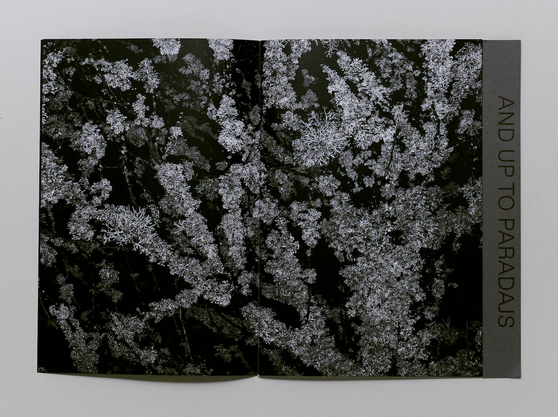 I Walked Into a Cave And Up To Paradajs