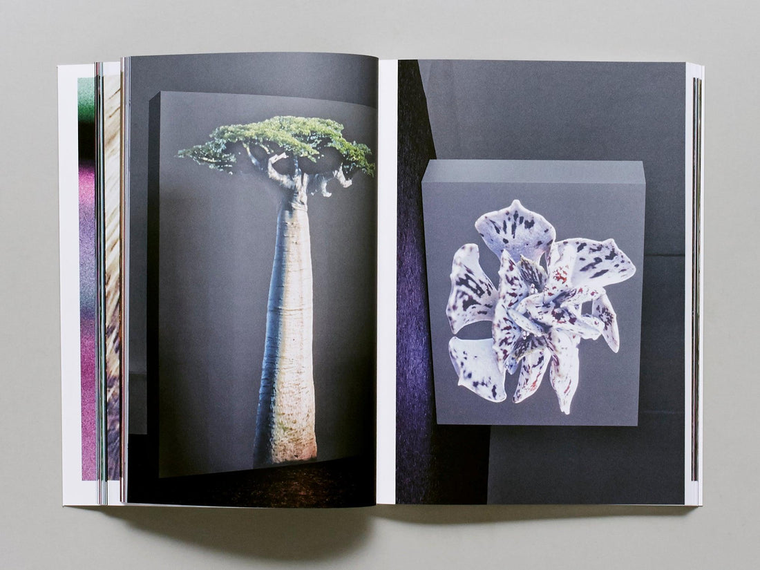 Paradise Paradoxe - Antenne Books