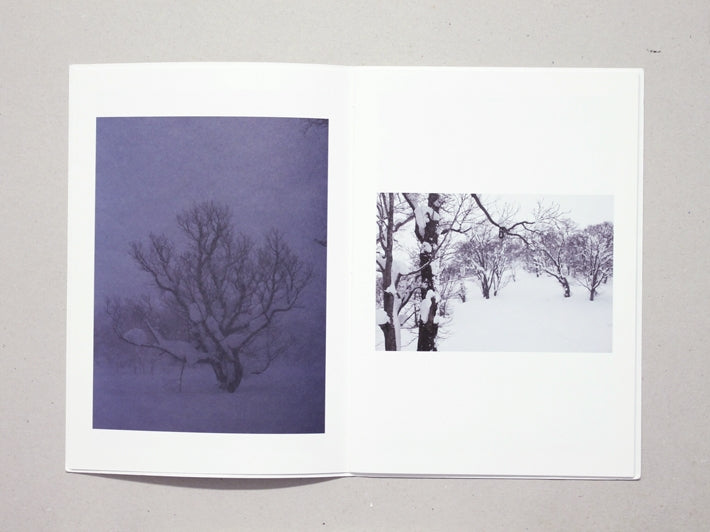 Broad Leaf Snow Tree