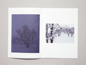 Broad Leaf Snow Tree