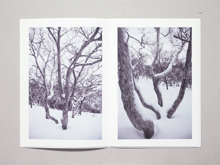 Broad Leaf Snow Tree