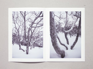 Broad Leaf Snow Tree