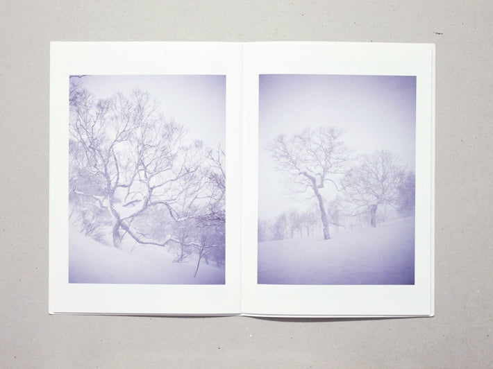 Broad Leaf Snow Tree