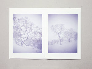 Broad Leaf Snow Tree