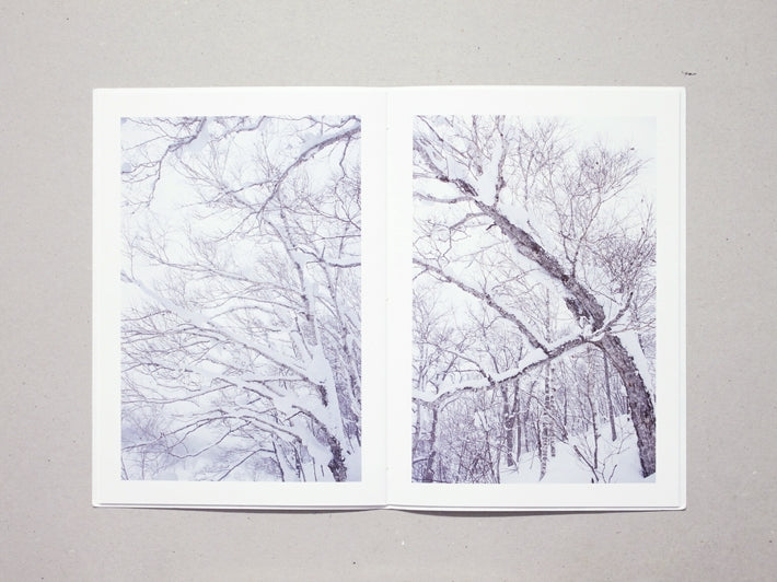 Broad Leaf Snow Tree