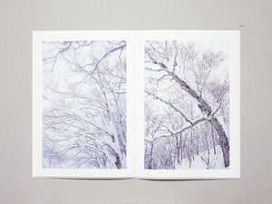 Broad Leaf Snow Tree