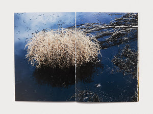 Anarcadia: Ruth Maclennan - Antenne Books