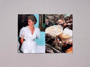 Princess Diana as Mushrooms Volume II - Antenne Books