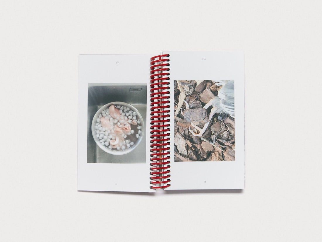 Immortal Tribes: Blazing across the Northern & Southern Skies - Antenne Books