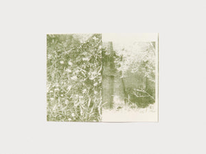 alligatorwatergreen - Antenne Books