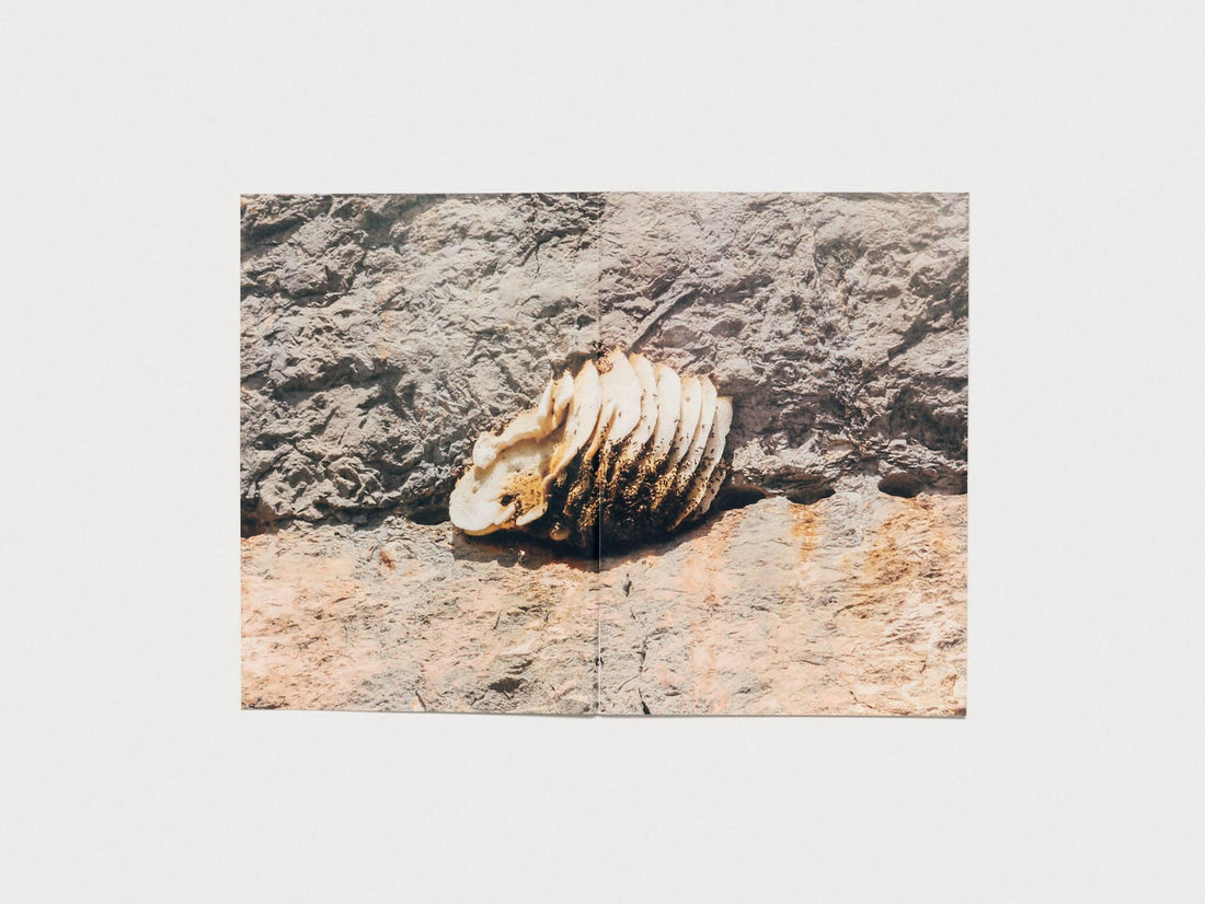 Apian Gazette Vol 1 - Antenne Books