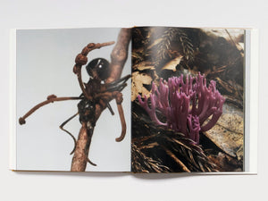 A Dim Cozy Room - Antenne Books