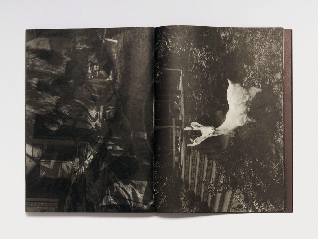 Wild Grass - Antenne Books