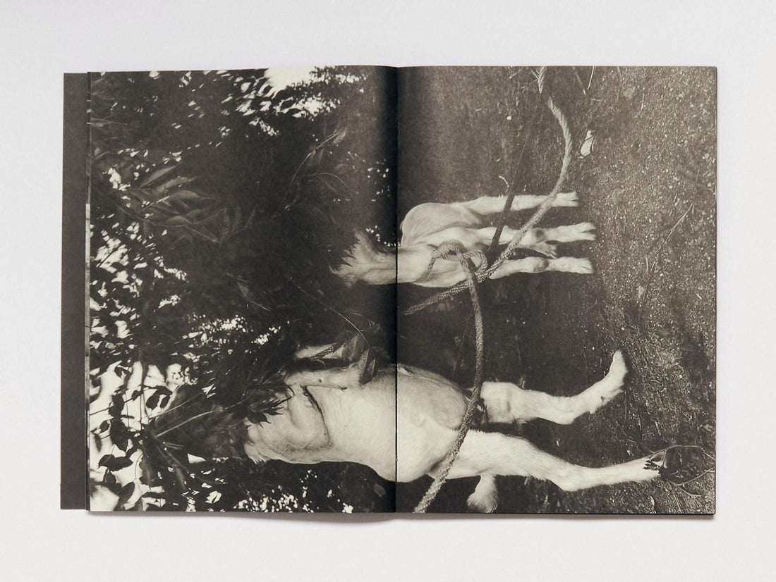 Wild Grass - Antenne Books