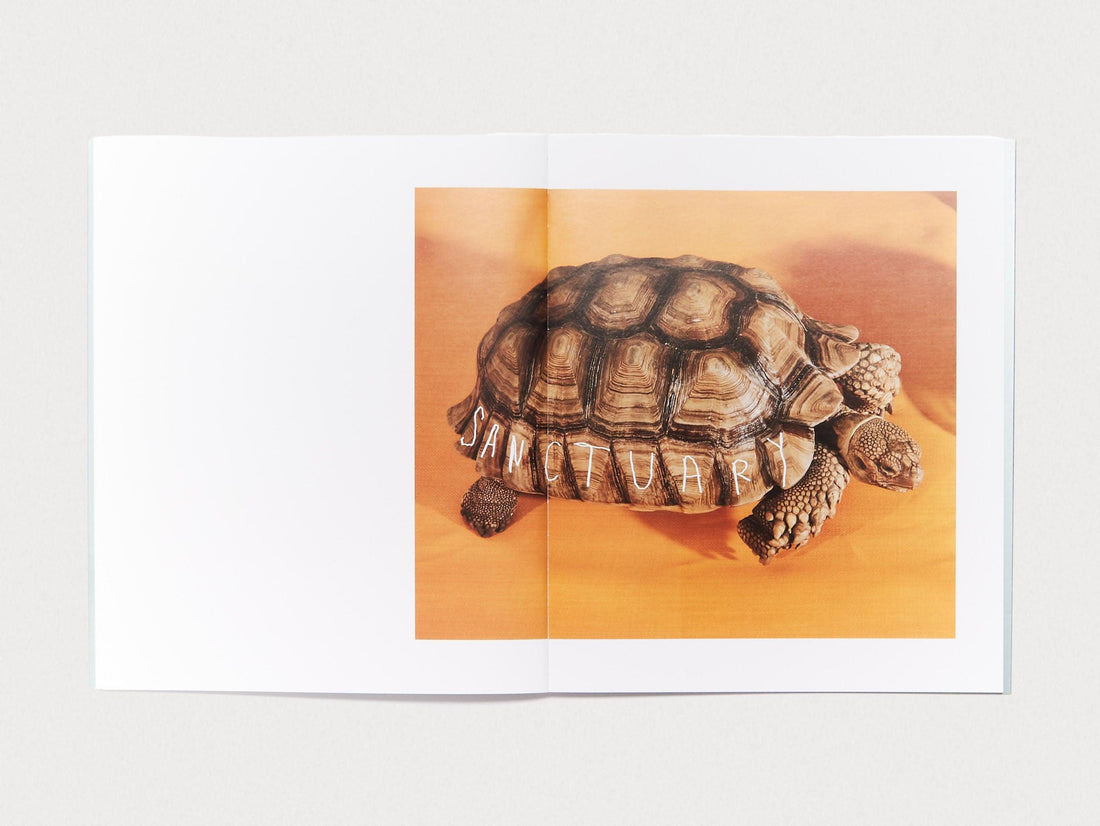 SHELLS - Antenne Books