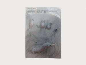 PFEIL #18 - BODY - Antenne Books